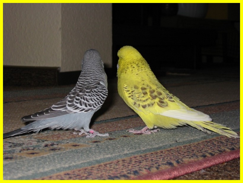 Ute Stute's Homepage